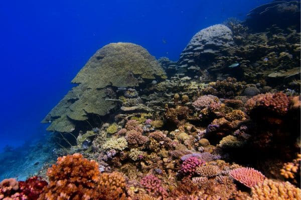 Cozumel Wall Dive Tour